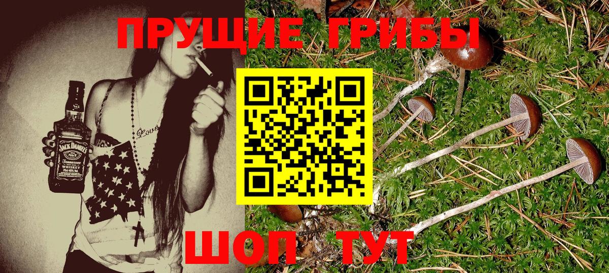 Галлюциногенные грибы Psilocybe Кингисепп